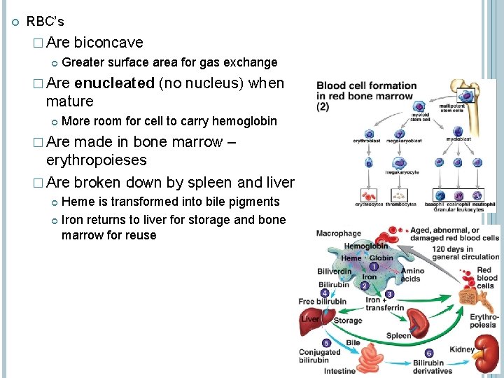  RBC’s � Are biconcave Greater surface area for gas exchange � Are enucleated