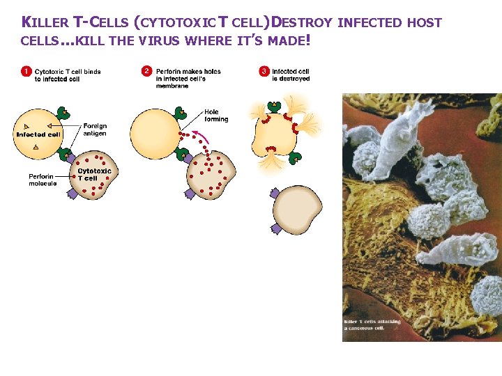 KILLER T-CELLS (CYTOTOXIC T CELL)DESTROY INFECTED HOST CELLS…KILL THE VIRUS WHERE IT’S MADE! 