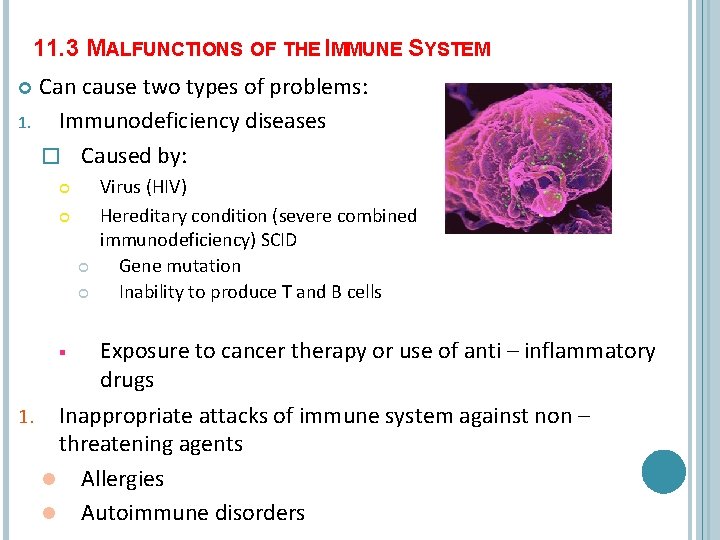 11. 3 MALFUNCTIONS OF THE IMMUNE SYSTEM 1. Can cause two types of problems: