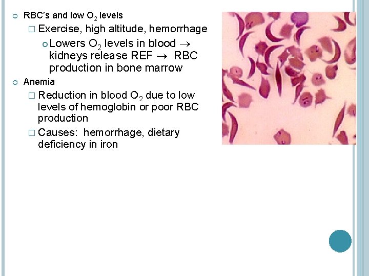  RBC’s and low O 2 levels � Exercise, high altitude, hemorrhage Lowers O