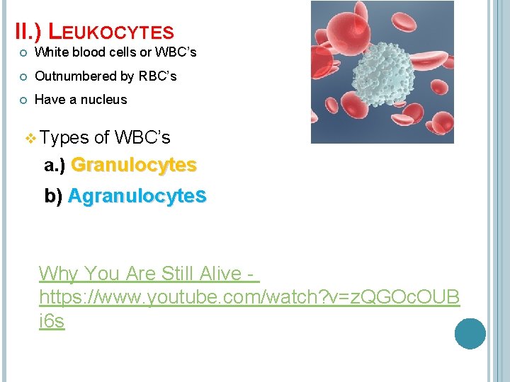 II. ) LEUKOCYTES White blood cells or WBC’s Outnumbered by RBC’s Have a nucleus