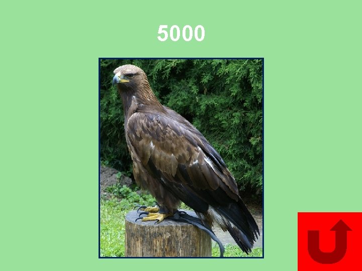 5000 