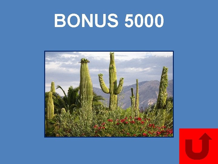 BONUS 5000 