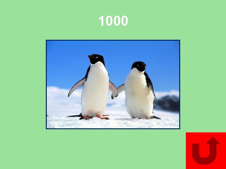 1000 