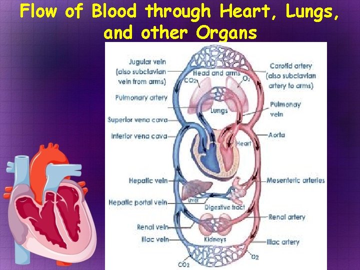 Flow of Blood through Heart, Lungs, and other Organs  Flow of Blood through Heart, Lungs, and other Organs