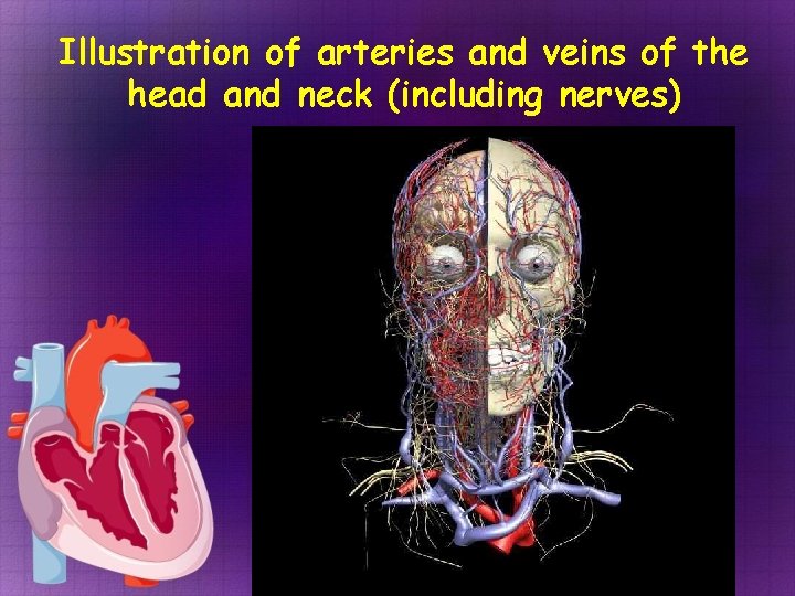 Illustration of arteries and veins of the head and neck (including nerves)  Illustration of arteries and veins of the head and neck (including nerves)