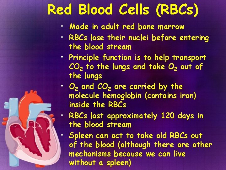 Red Blood Cells (RBCs) • Made in adult red bone marrow • RBCs lose Red Blood Cells (RBCs) • Made in adult red bone marrow • RBCs lose
