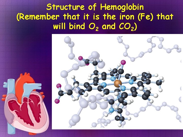 Structure of Hemoglobin (Remember that it is the iron (Fe) that will bind O Structure of Hemoglobin (Remember that it is the iron (Fe) that will bind O