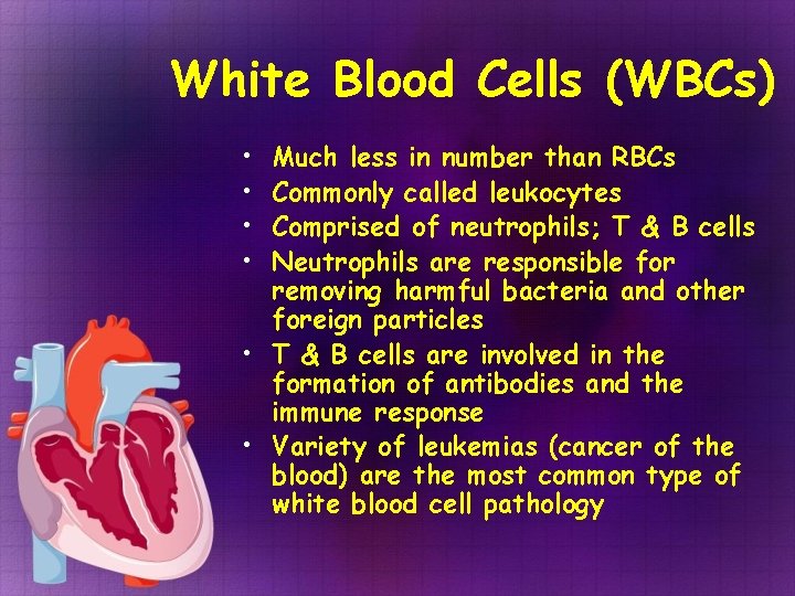White Blood Cells (WBCs) • • Much less in number than RBCs Commonly called White Blood Cells (WBCs) • • Much less in number than RBCs Commonly called