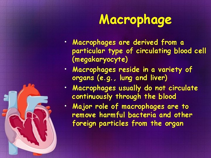 Macrophage • Macrophages are derived from a particular type of circulating blood cell (megakaryocyte) Macrophage • Macrophages are derived from a particular type of circulating blood cell (megakaryocyte)