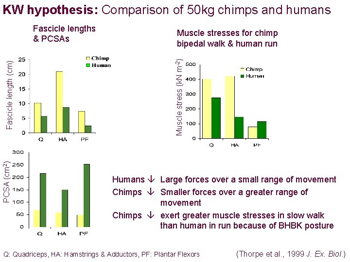 KW hypothesis: Comparison of 50 kg chimps and humans PCSA (cm 2) Muscle stresses