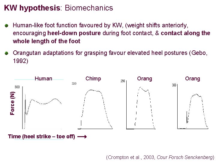 KW hypothesis: Biomechanics Human-like foot function favoured by KW, (weight shifts anteriorly, encouraging heel-down