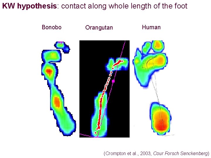 KW hypothesis: contact along whole length of the foot Bonobo Orangutan Human (Crompton et