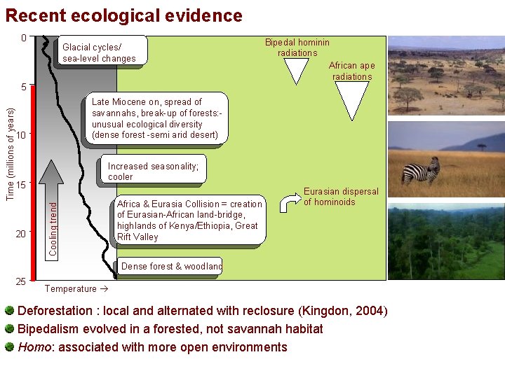 Recent ecological evidence 0 Glacial cycles/ sea-level changes Bipedal hominin radiations African ape radiations