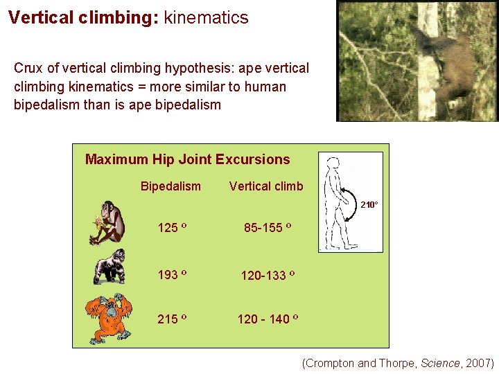 Vertical climbing: kinematics Crux of vertical climbing hypothesis: ape vertical climbing kinematics = more