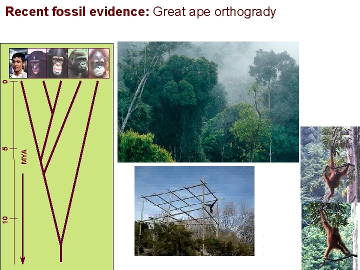 10 MYA 5 0 Recent fossil evidence: Great ape orthogrady 
