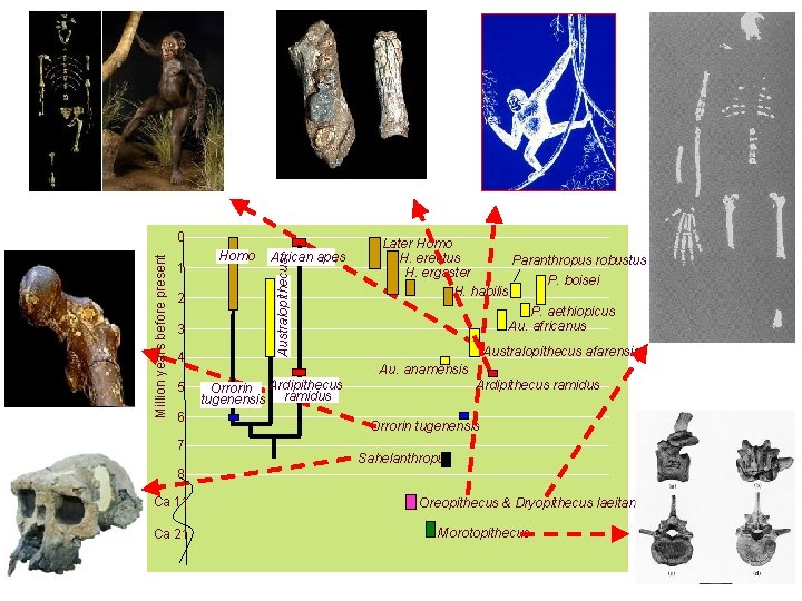 1 2 3 4 5 6 7 Homo African apes Australopithecus Million years before