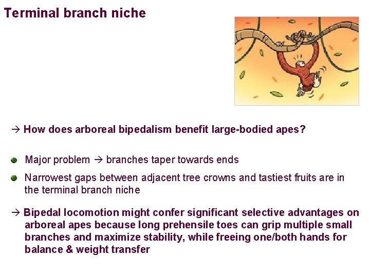 Terminal branch niche How does arboreal bipedalism benefit large-bodied apes? Major problem branches taper