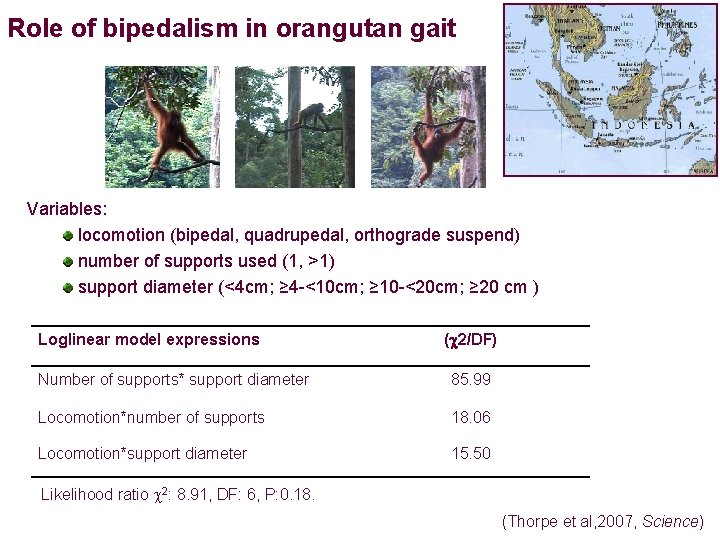 Role of bipedalism in orangutan gait Variables: locomotion (bipedal, quadrupedal, orthograde suspend) number of