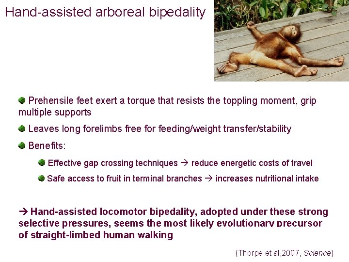 Hand-assisted arboreal bipedality Prehensile feet exert a torque that resists the toppling moment, grip