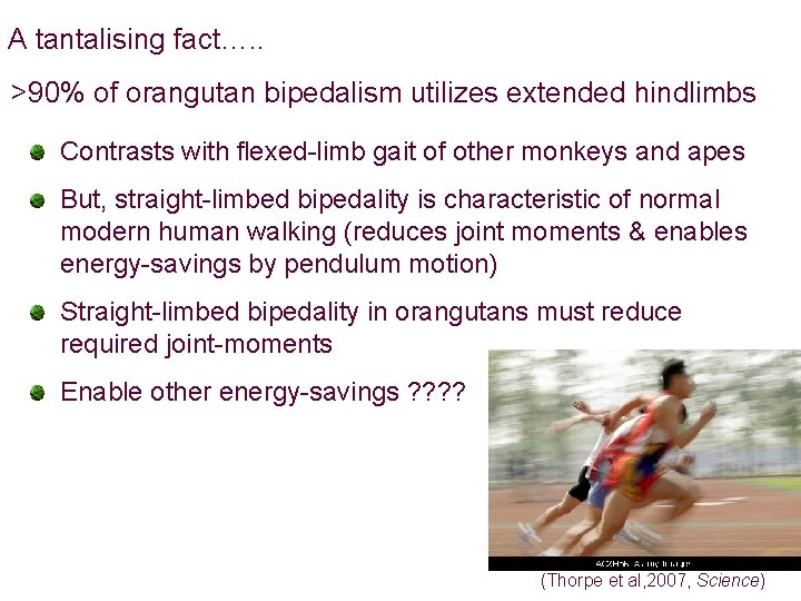 A tantalising fact…. . >90% of orangutan bipedalism utilizes extended hindlimbs Contrasts with flexed-limb