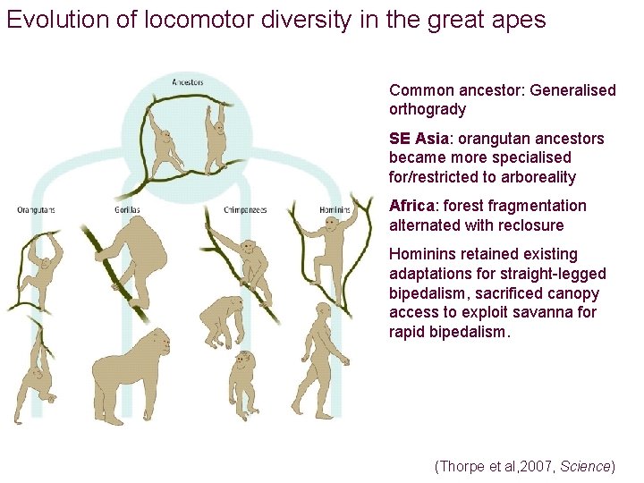 Evolution of locomotor diversity in the great apes Common ancestor: Generalised orthogrady SE Asia:
