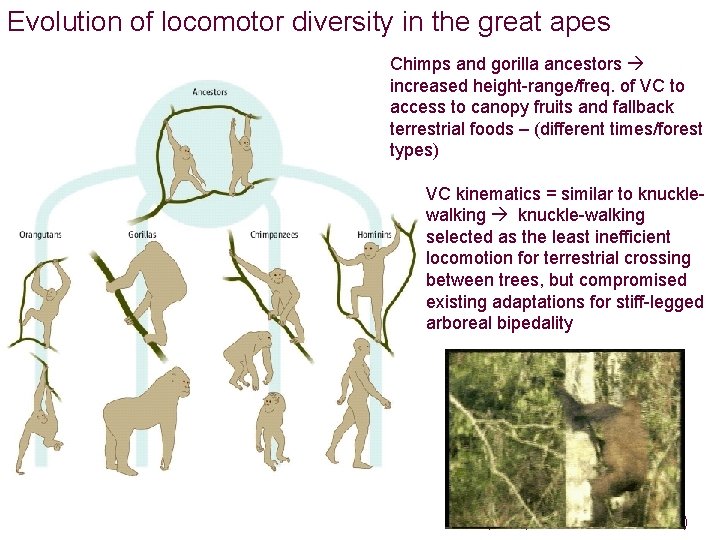 Evolution of locomotor diversity in the great apes Chimps and gorilla ancestors increased height-range/freq.