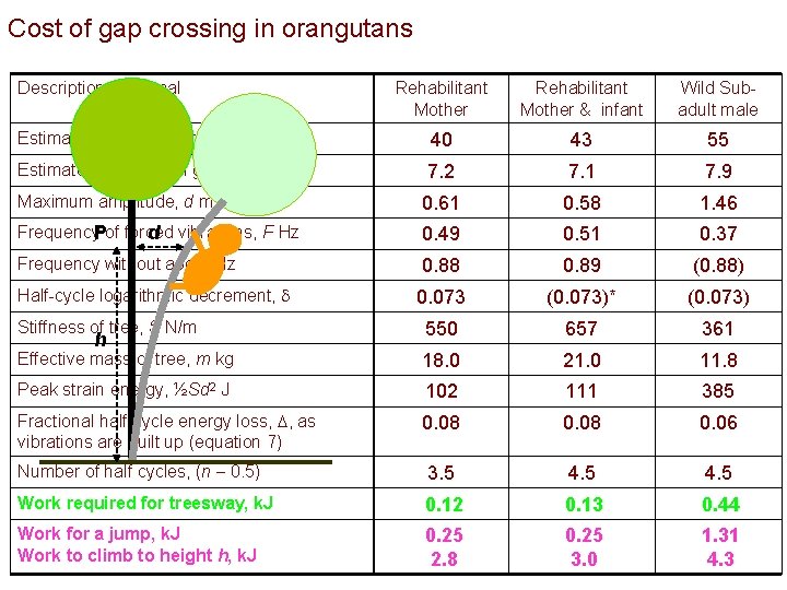 Cost of gap crossing in orangutans Description of animal Rehabilitant Mother & infant Wild