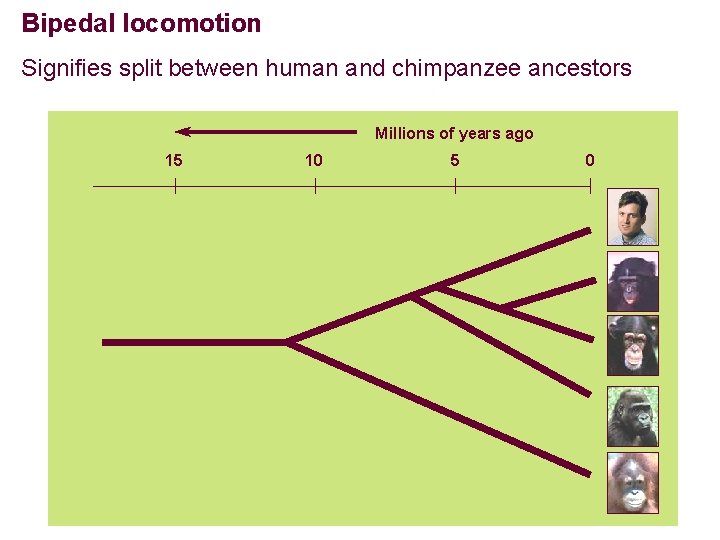 Bipedal locomotion Signifies split between human and chimpanzee ancestors Millions of years ago 15