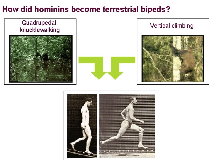 How did hominins become terrestrial bipeds? Quadrupedal knucklewalking Vertical climbing 