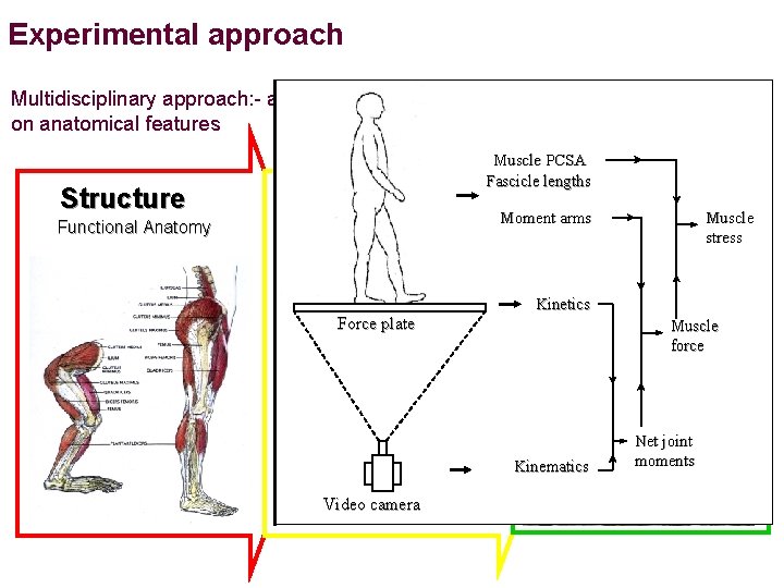 Experimental approach Multidisciplinary approach: - addresses demands that locomotor repertoire imposes on anatomical features