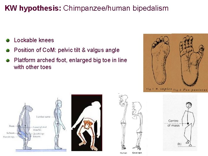 KW hypothesis: Chimpanzee/human bipedalism Lockable knees Position of Co. M: pelvic tilt & valgus