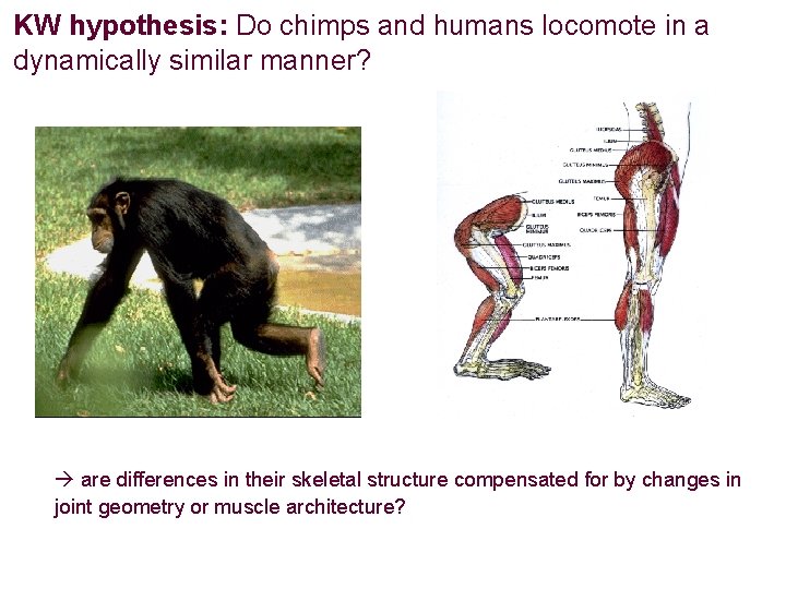 KW hypothesis: Do chimps and humans locomote in a dynamically similar manner? are differences