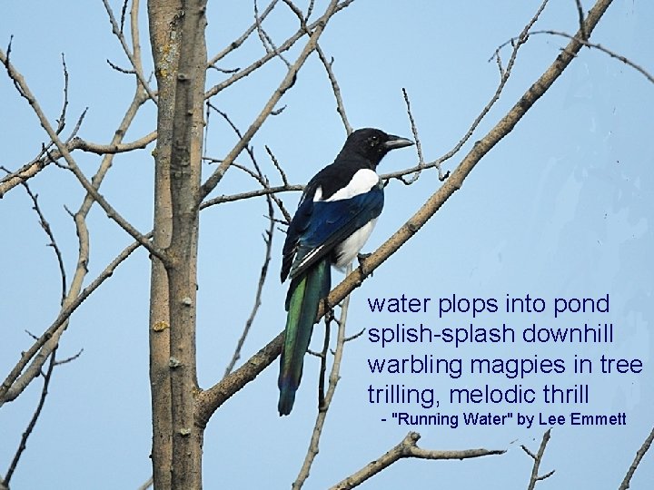 water plops into pond splish-splash downhill warbling magpies in tree trilling, melodic thrill -