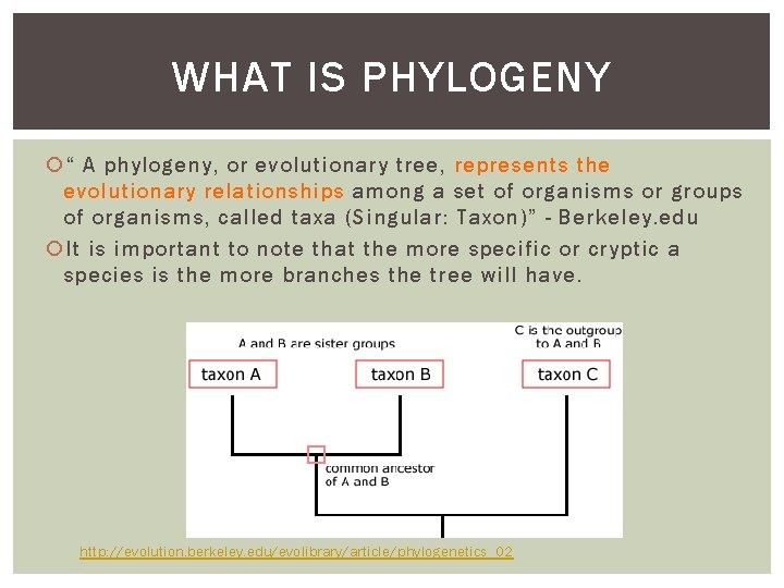 WHAT IS PHYLOGENY “ A phylogeny, or evolutionary tree, represents the evolutionary relationships among