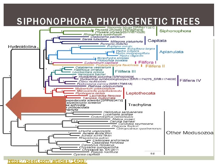 SIPHONOPHORA PHYLOGENETIC TREES https: //peerj. com/articles/1403/ 