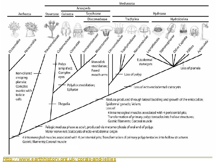 http: //www. earthhistory. org. uk/corals-and-jellies 