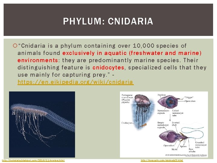 PHYLUM: CNIDARIA “Cnidaria is a phylum containing over 10, 000 species of animals found