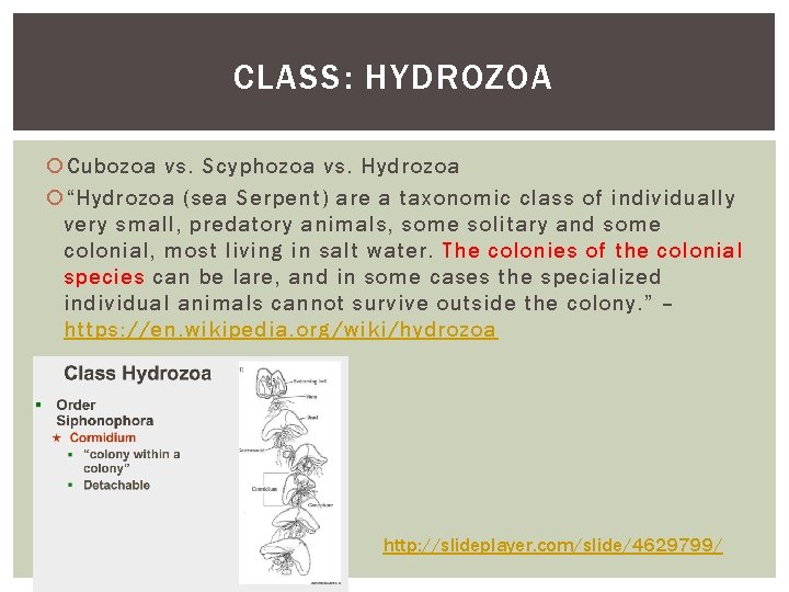 CLASS: HYDROZOA Cubozoa vs. Scyphozoa vs. Hydrozoa “Hydrozoa (sea Serpent) are a taxonomic class