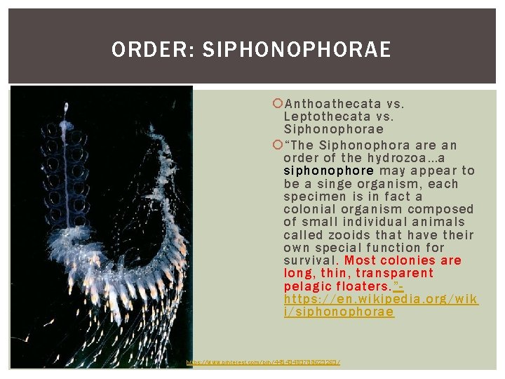 ORDER: SIPHONOPHORAE Anthoathecata vs. Leptothecata vs. Siphonophorae “The Siphonophora are an order of the