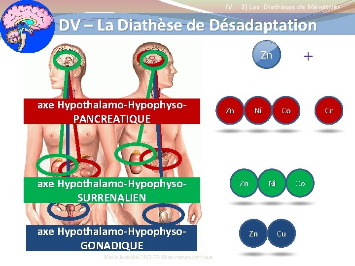 IV. 2) Les Diathèses de Ménétrier DV – La Diathèse de Désadaptation Zn axe