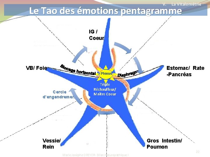 V. La VItalométrie Le Tao des émotions pentagramme IG / Coeur VB/ Foie Plexus