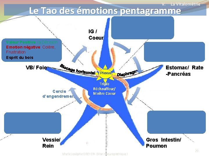 V. La VItalométrie Le Tao des émotions pentagramme IG / Coeur Valeur Positive: la