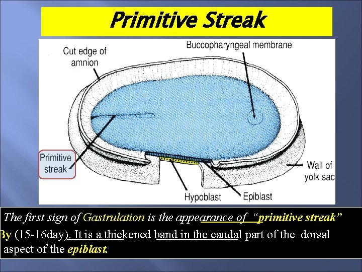 Primitive Streak The first sign of Gastrulation is the appearance of “primitive streak” By