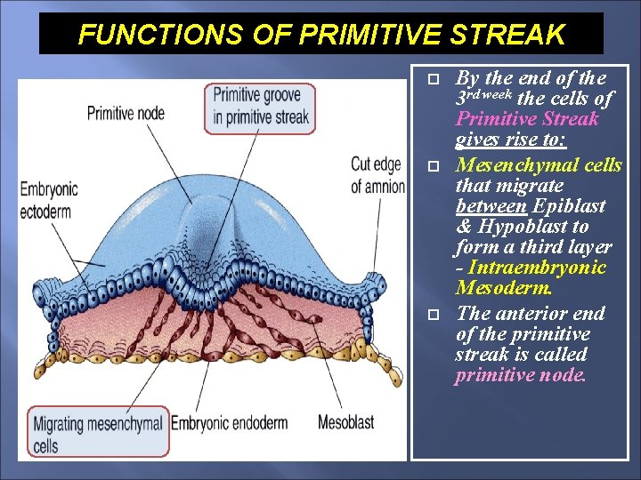 FUNCTIONS OF PRIMITIVE STREAK By the end of the 3 rd week the cells