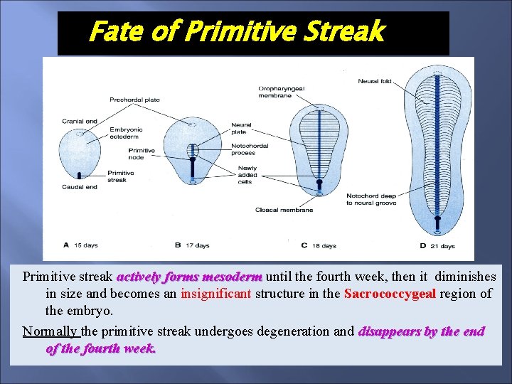 Fate of Primitive Streak Primitive streak actively forms mesoderm until the fourth week, then