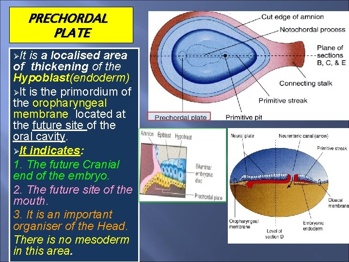 PRECHORDAL PLATE ØIt is a localised area of thickening of the Hypoblast(endoderm). ØIt is