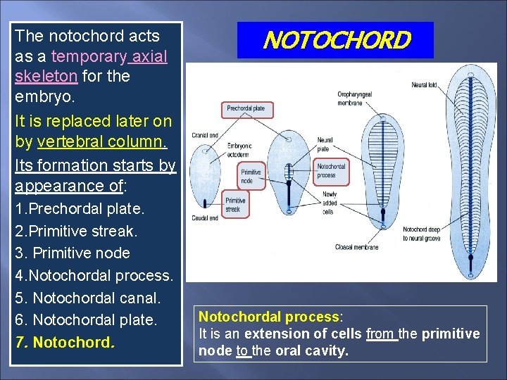 The notochord acts as a temporary axial skeleton for the embryo. It is replaced
