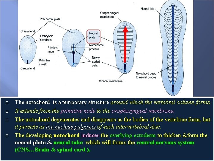  The notochord is a temporary structure around which the vertebral column forms. It