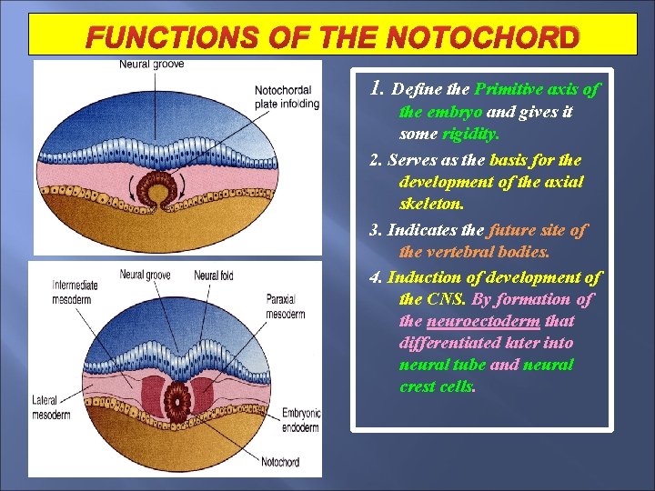 FUNCTIONS OF THE NOTOCHOR D 1. Define the Primitive axis of the embryo and